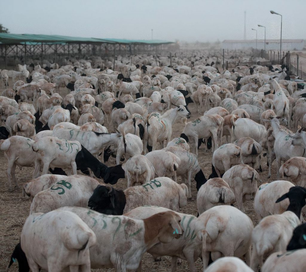 Burao livestock market